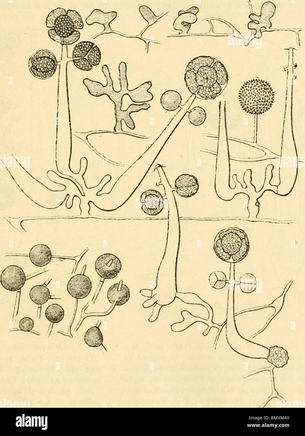 . Annales des sciences naturelles. Plants; Biology. CONTRIBUTION A L ÉTUDE DES MOHTIÉRELLÉES 13 incolores, de 20 a de diamètre, insérées sur de petits rameaux, seules ou pur j^roupes. Les chlamydospores aquatiques ou kystes ont environ 10 a (fig. 4). Mortierella reticulata (Van Tieghem et Le ^Iimnier). Filaments fructifères de 150 jxenviron, moins effilés que dans M. polycephata. Spores au nombre de 2 à 8, souvent  dans un sporange; elles ont une membrane externe épaissie en un élégant réseau ; leui' dimension varie de 10 à24 UL. — Sur le sporange terminal, (pi('l(|ues rameaux grêles terminés Stock Photo