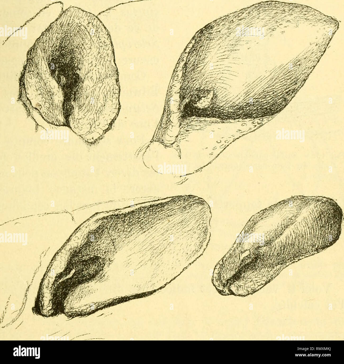 Annales des sciences naturelles. Zoology; Biology. LES AFFINITÉS DU «  SCLEROPLEURA BRUNETI » 38: chez le Tolypeutes, où elle Test plus ; le Tatu,  dont l'oreille externe est en cornet, ne