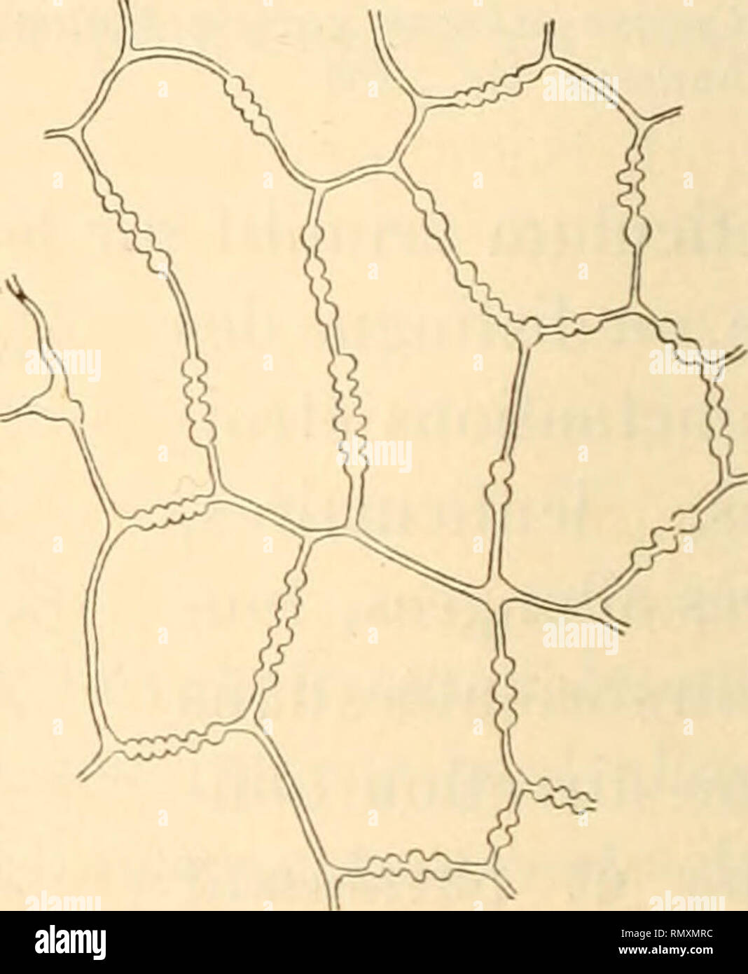 . Annales des sciences naturelles. Plants; Biology. â-e.. Fig. 178 Cestrum roseum II. B. — Coupe transversale du tégument, ae, assise externe ; ai, assise interne; cm, couche membraniforme; rc, réseau cel- lulosique : ri, réseau lignifié. Gr. : 200. Fig. 179. — Cestrum roseum H. B. — Coupe tangentielle des cellu- les de l'assise externe, à mi-hau- teur. Gr. : 200. Parqui L'Hérit.; la couche membraniforme est plus réduite.. Please note that these images are extracted from scanned page images that may have been digitally enhanced for readability - coloration and appearance of these illustrations Stock Photo