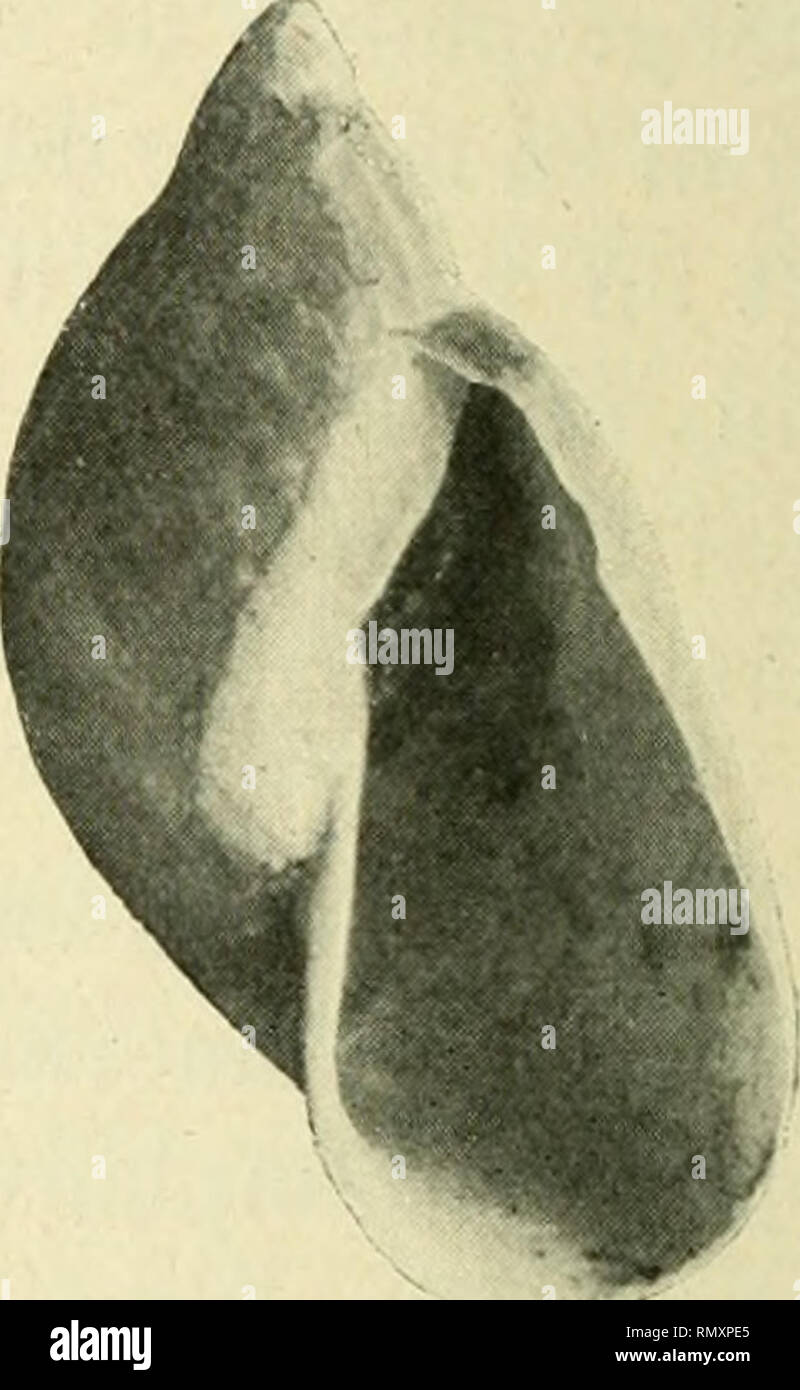 . Annales des sciences naturelles. Zoology; Biology. Fig. 3. — Limnœa africana Riipp. X 4. Lac TanganiUa (environs de Kibanga Kingani (Bolrguigxat'i . et de Karéma) (Id.). — Andobed (Cb. Gravier in Germain). — Lac Tchad (N.-E., région du Suoulou) (F. Foureau-Lamy in Germain) . Cette espèce, établie par Ruppell, a été décrite et figurée par BouRGuiGNAT d'après des échantillons récoltés par Raffray dans le lac Dembea. Elle est figurée dans son Histoire malaco- logique de l'Abyssinie et a été retrouvée, sous sa forme typique, dans le lleuve Kingani (1) puis sur les bords du Tchad. Des échantillon Stock Photo