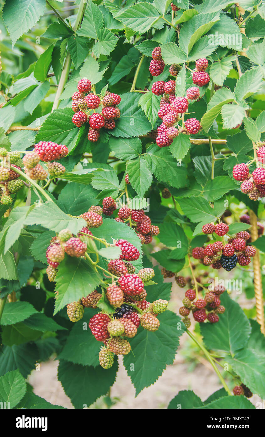 Blackberry Bushes High Resolution Stock Photography and Images Alamy