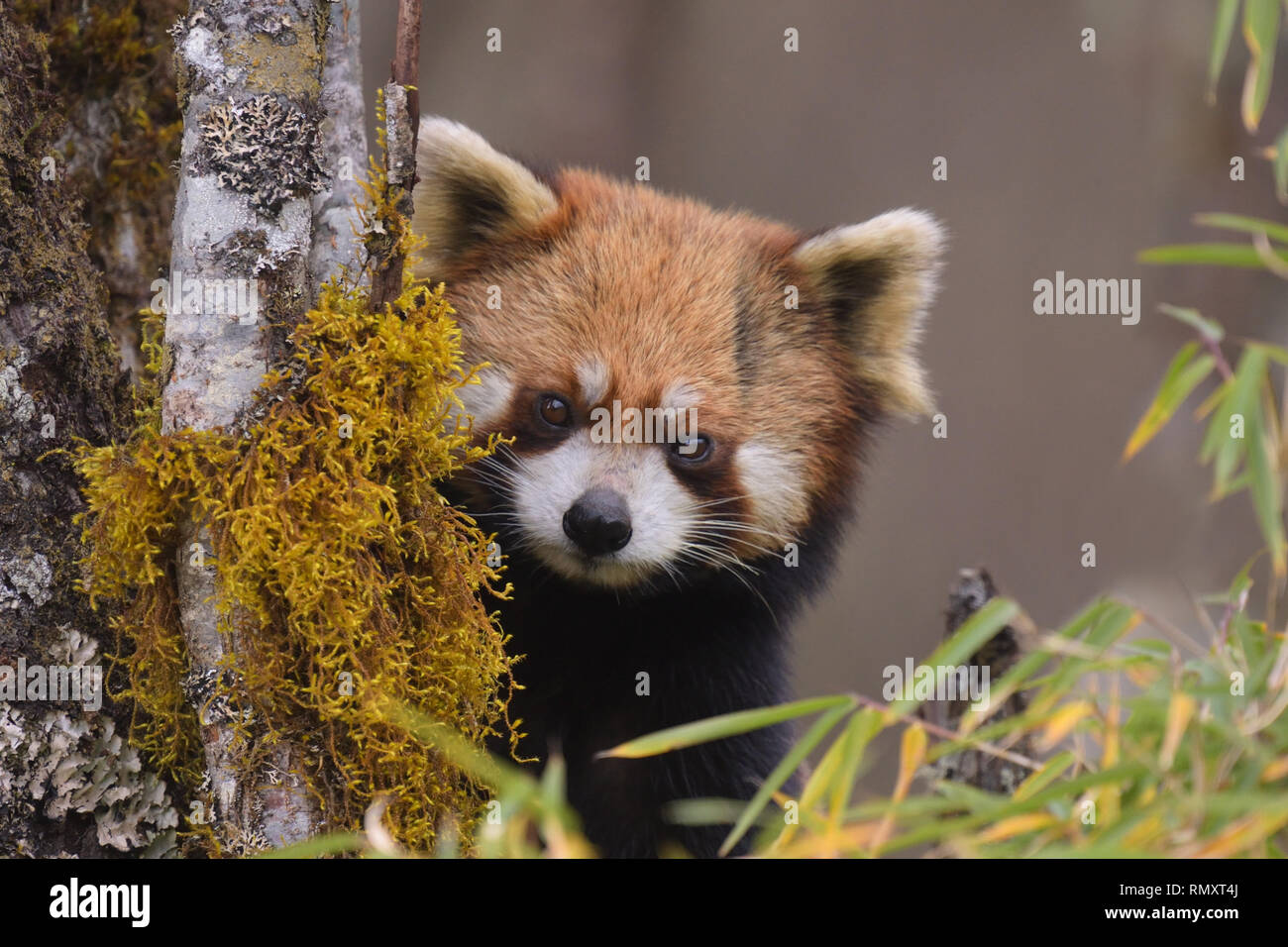 Cute Red Panda (Ailurus fulgens) Stock Photo