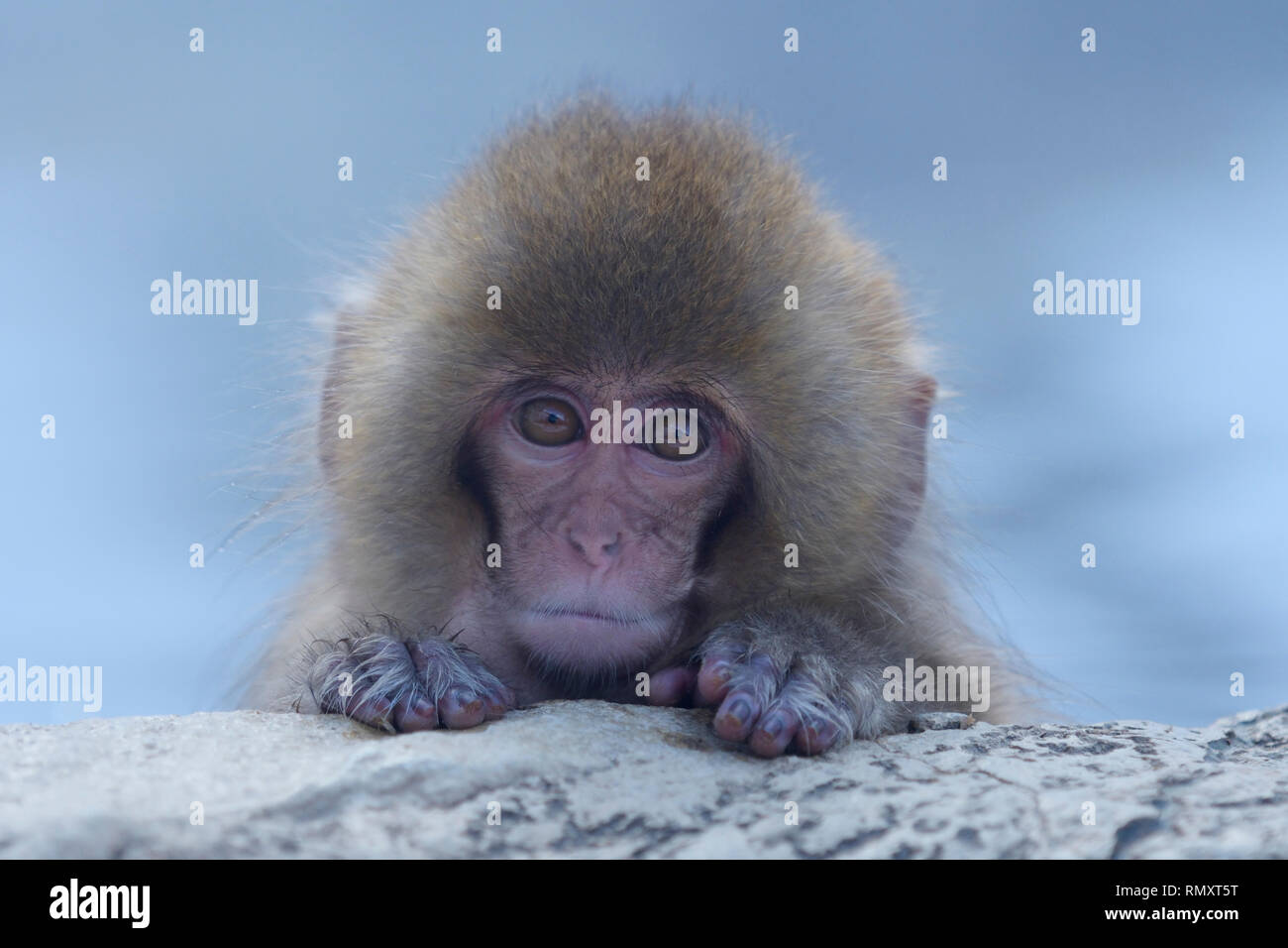 Cute young Japanese Macaque (Macaca fuscata) Stock Photo
