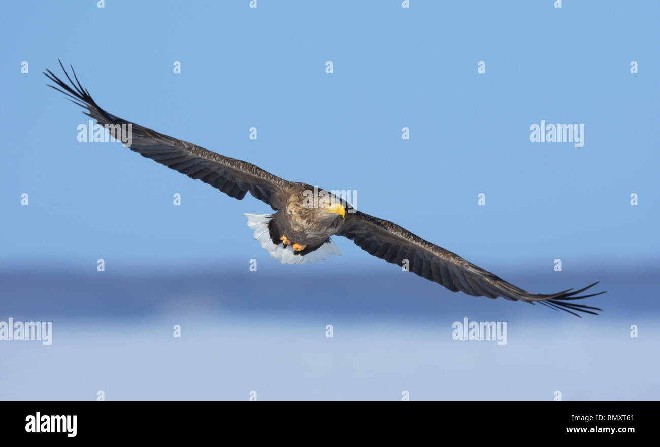 White-tailed Eagle (Haliaeetus albicilla) soaring Stock Photo