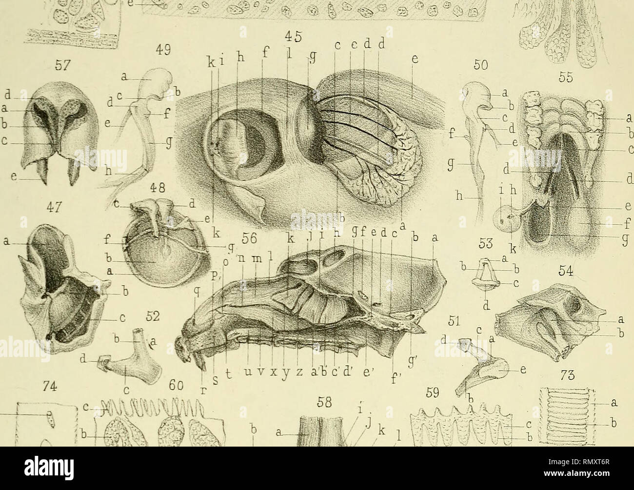 . Annales des sciences naturelles. Zoology; Biology. Ann.des Sc.nat, 6^ Série ZooL T.l. PL.17 I 63 61 V^, ^o&gt; ^^: ;-= 62 (/h. pif/T^j ../yvi. ^^- , ^ u V X y z a'&quot;b c d e ' 60 p &quot;. Please note that these images are extracted from scanned page images that may have been digitally enhanced for readability - coloration and appearance of these illustrations may not perfectly resemble the original work.. Milne-Edwards, H. (Henri), 1800-1885; Audouin, Jean Victor, 1797-1841; Milne-Edwards, Alphonse, 1835-1900; Perrier, Edmond, 1844-1921; Bouvier, E. -L. , 1856-1944; Grassé, Pierre-Paul Stock Photo