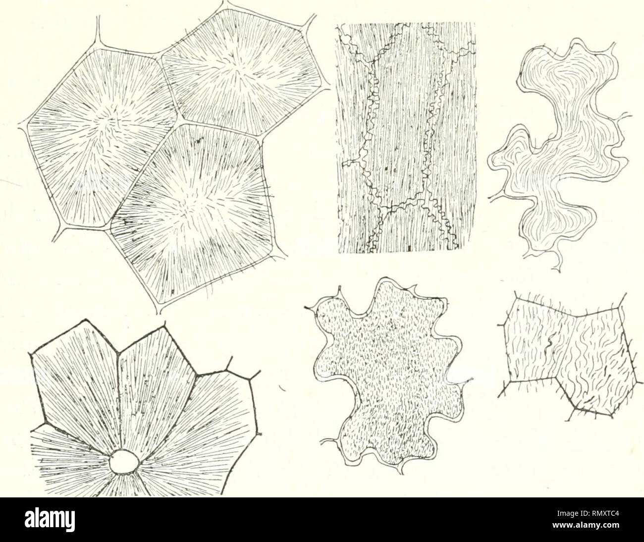 Usine De Chambre Avec Les Racines Bien Développées Dans Les Granules  Augmentés D'argile Dans La Culture Hydroponique Passive Image stock - Image  du fermer, sain: 152376091