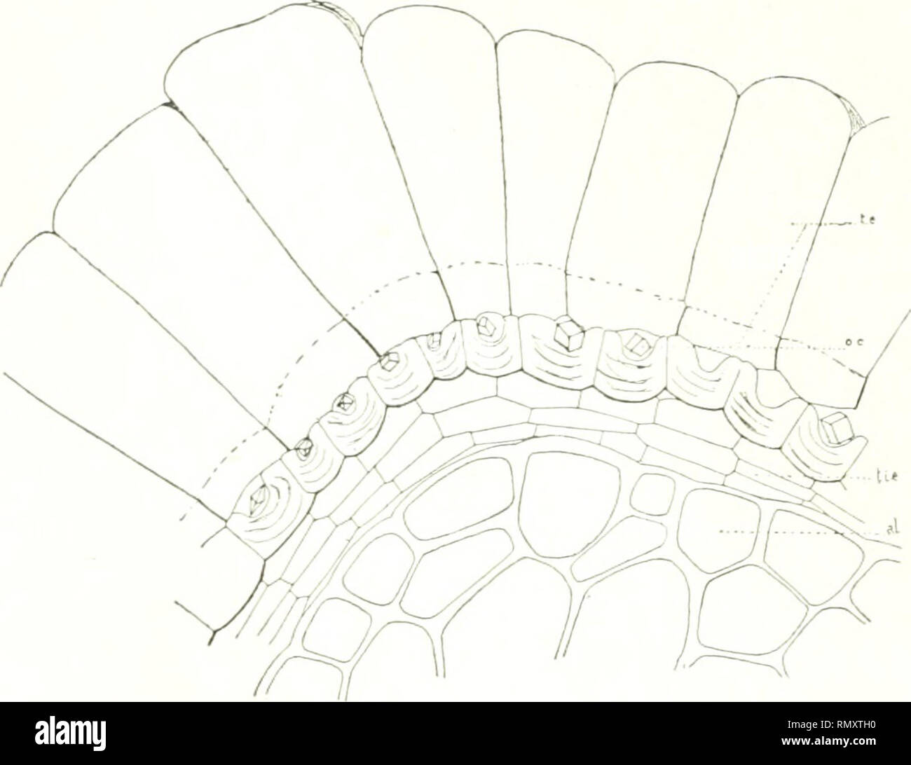 frange effilée dégradée