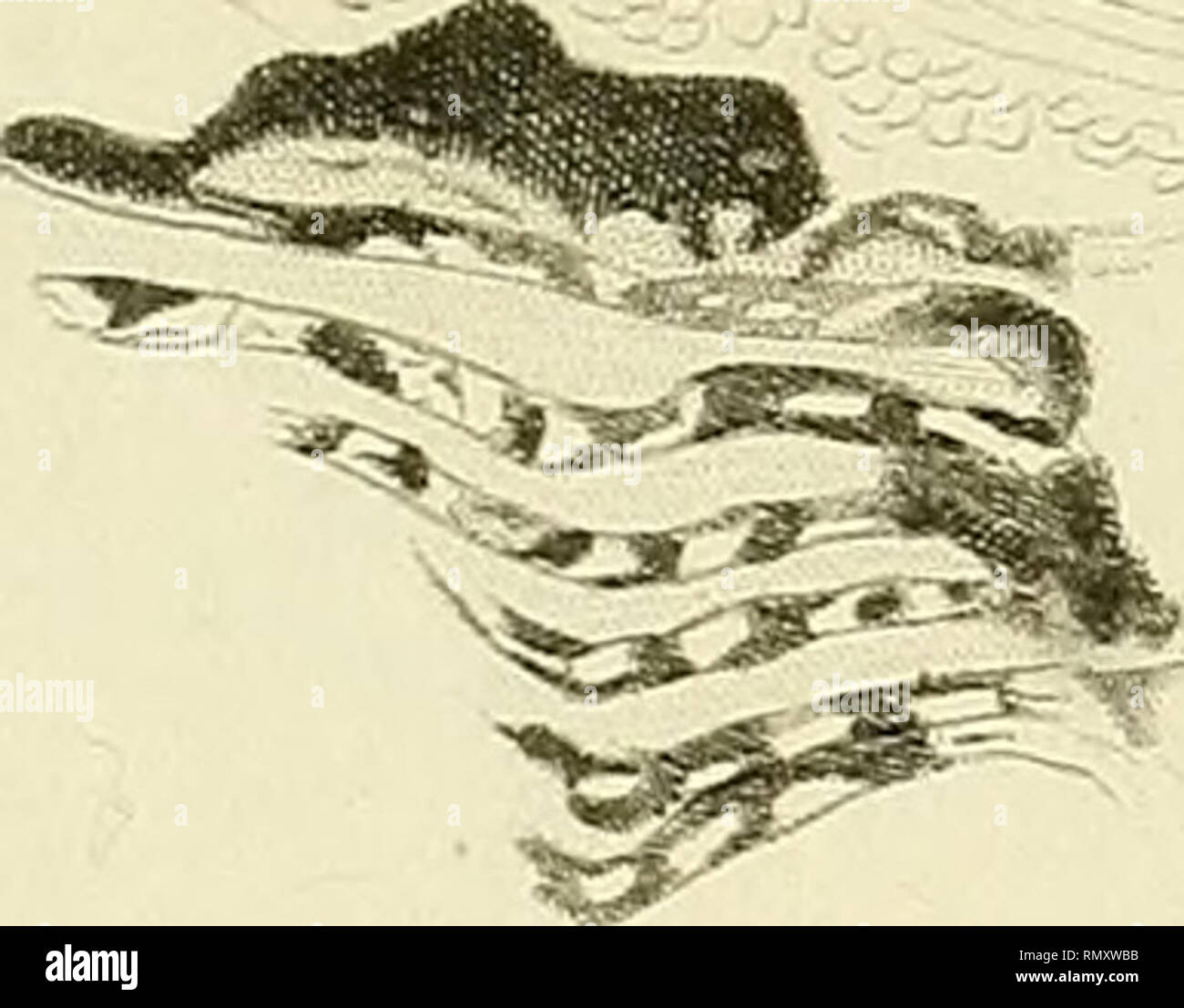 Page 0 F A L N High Resolution Stock Photography And Images Alamy