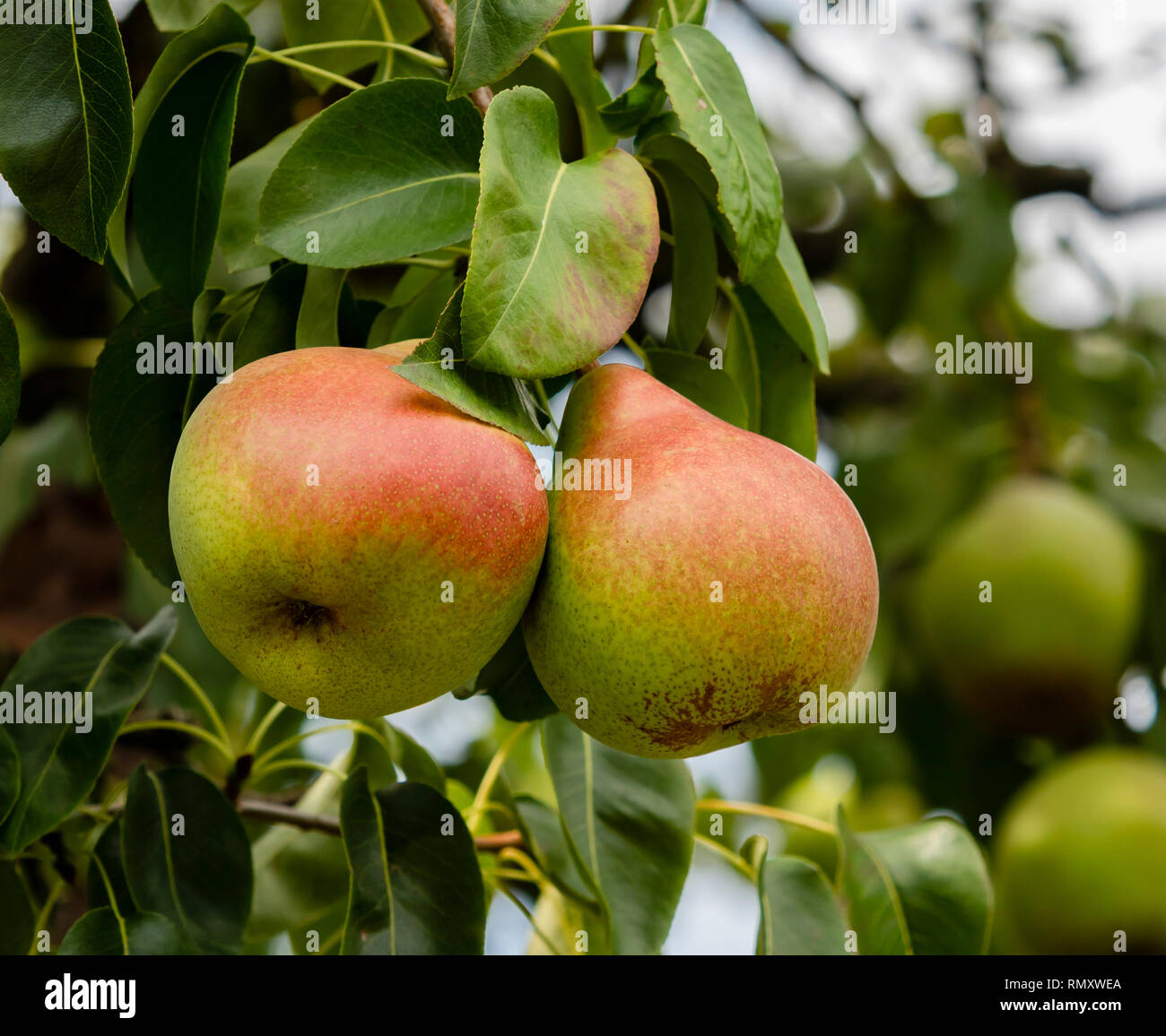 A close up photograph of two red and green colored pears in a pear tree