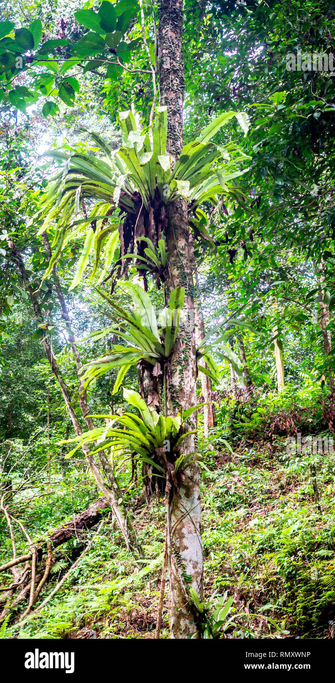 bird nest fern attached on the tree in the forest Stock Photo - Alamy