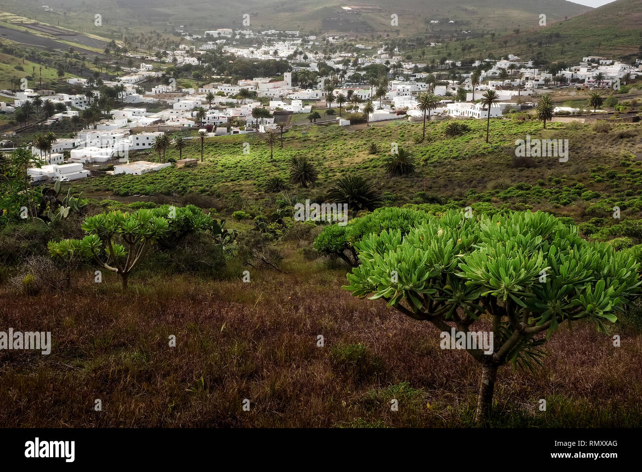 View of Haria, the valley of the thousand palm trees in Lanzarote, Canary Islands Stock Photo