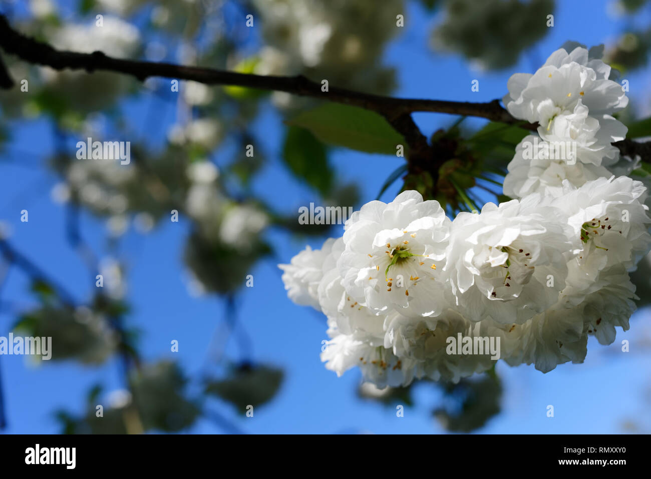Cherry tree in full blossom with blue sky background Stock Photo