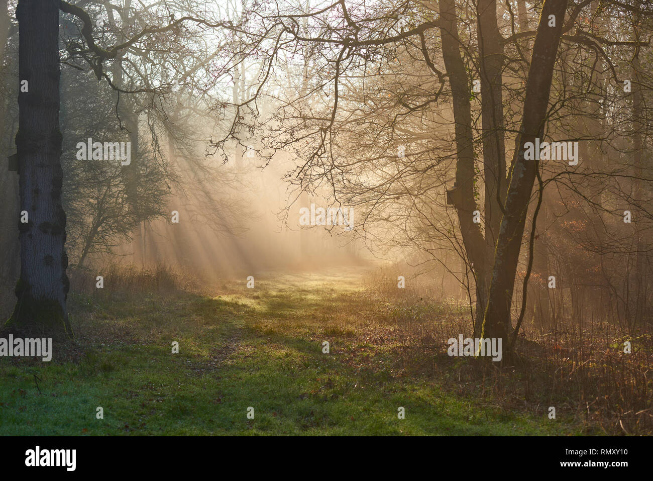 Sunbeams through misty morning woodland path at dawn Stock Photo