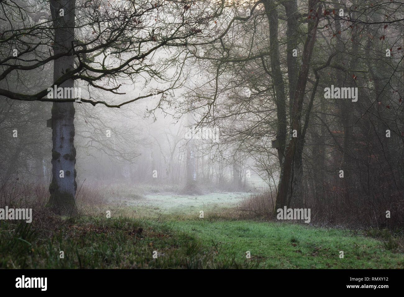 Woodland misty morning path with birdbox in winter Stock Photo