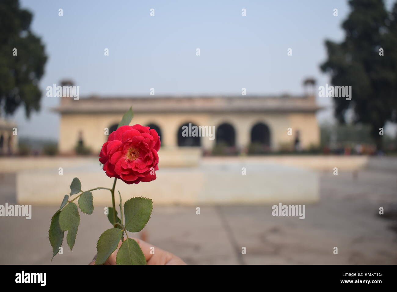 this is the high-resolution image of Red Fort situated in Delhi, India, with a rose flower in front of it.it is a historical monument built by Shahjahan. Stock Photo