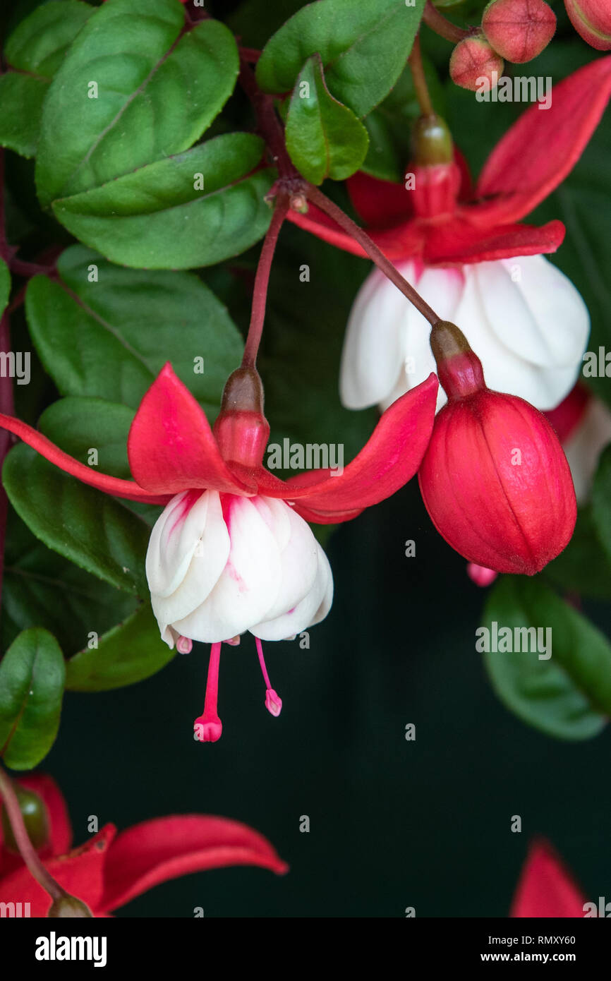 Fuchsia (sir matt busby) in full flower Stock Photo - Alamy