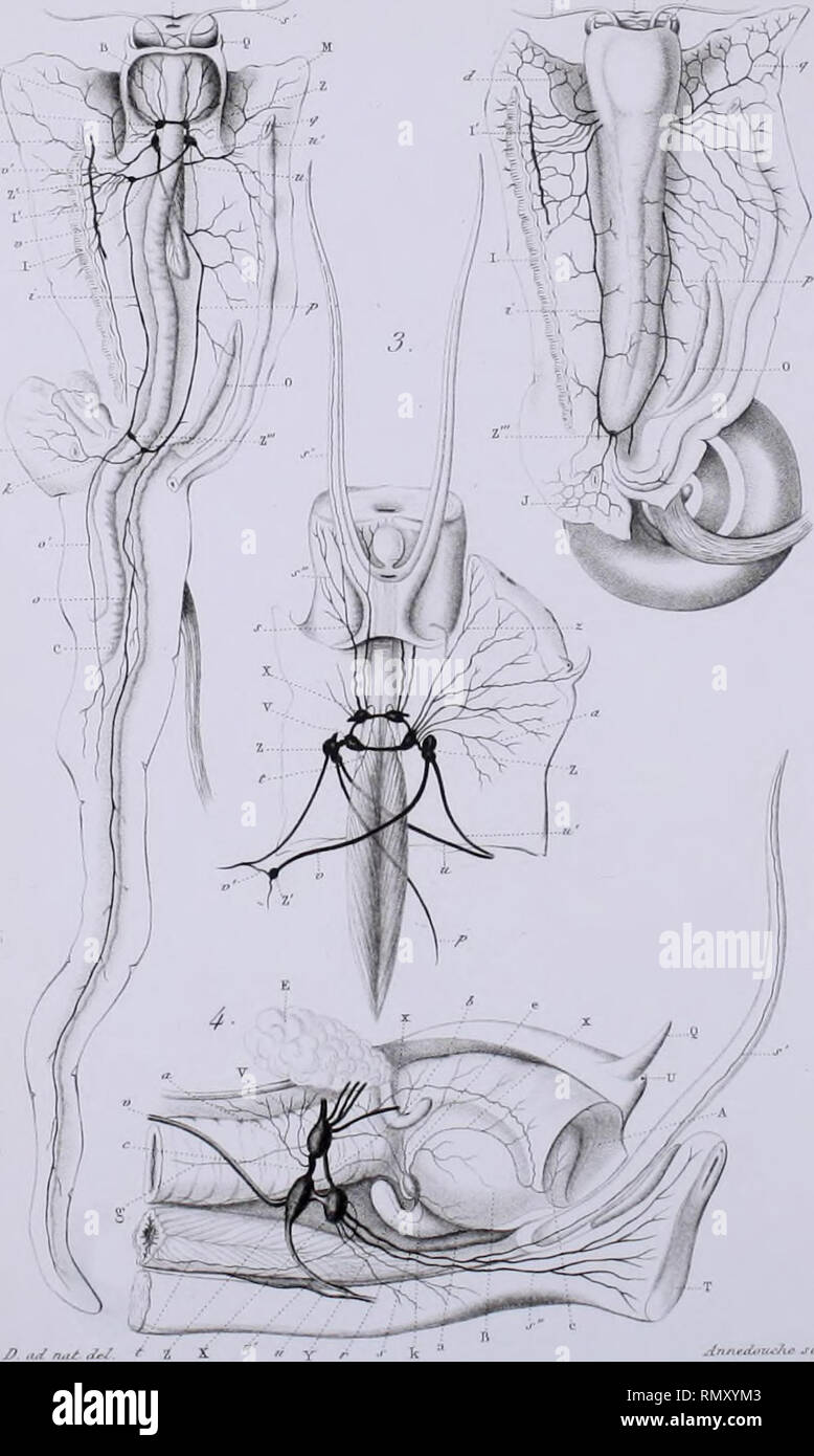 Annales Des Sciences Naturelles N Lt Iii L Yr Rt V Mu Strier Z Lt Ti W F Y I V F V9 U N A A I Z X St Stt 1 Lt Gt I R I U F Tv F T E A