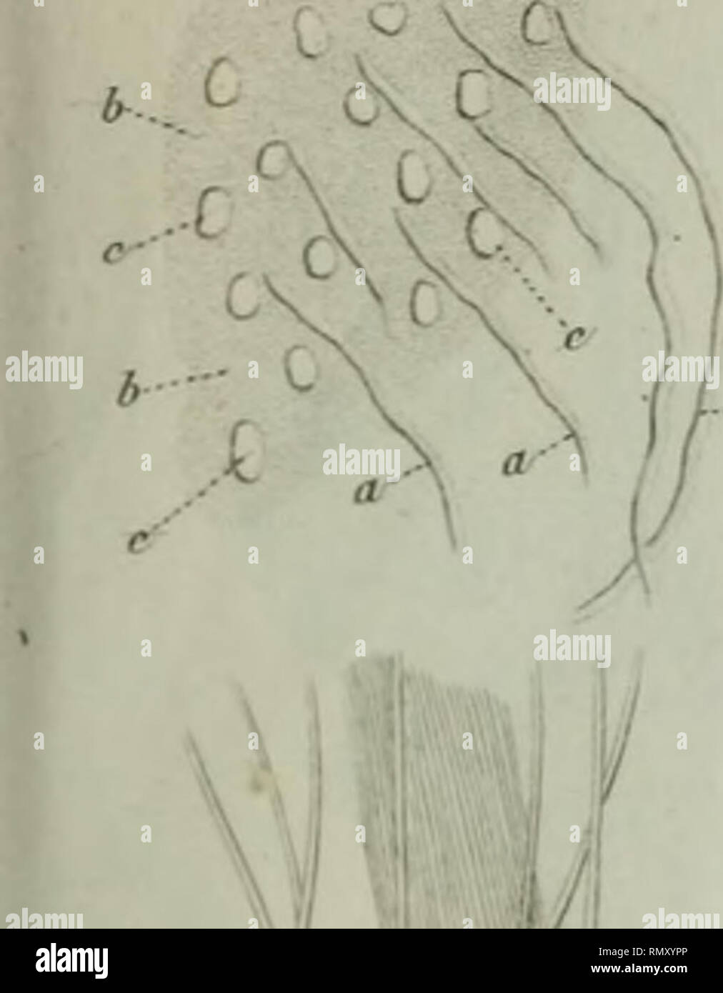 Annales Des Sciences Naturelles Jnii Lt Lt V N It 2 Serie Fiq C 6 Fiq 4 I U J 3 C C C A Please Note That These