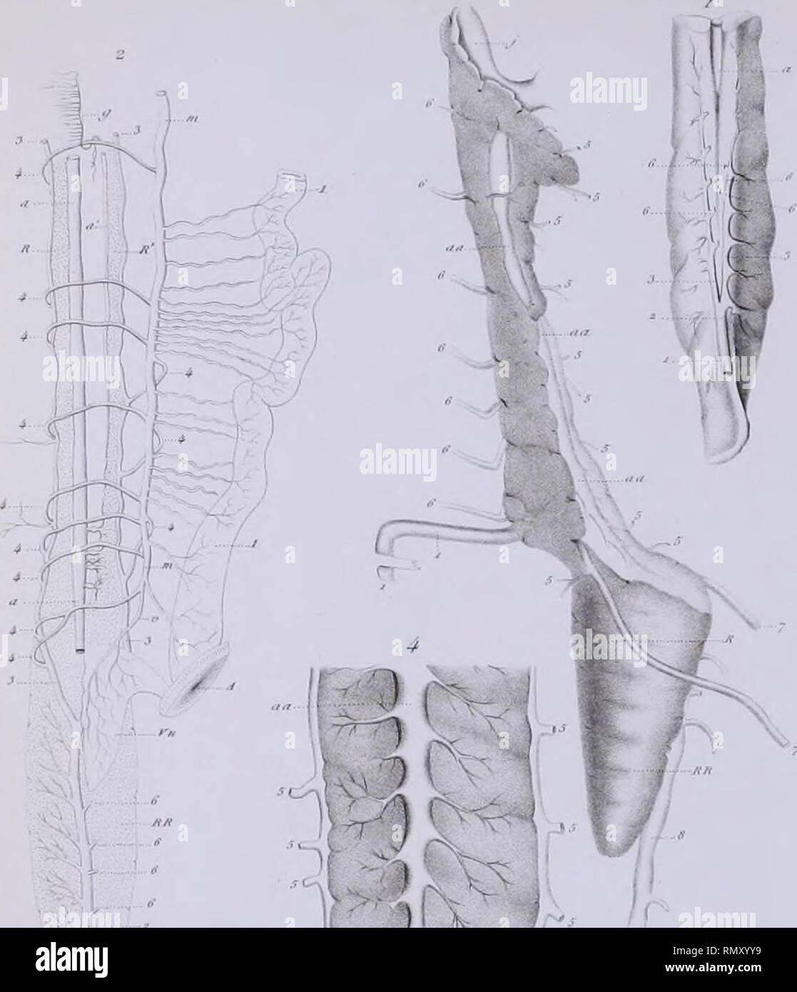 Annales Des Sciences Naturelles Xm Y M F C R N F M W T Y I I 1 L J Aw C C Ui L Ct U Gt Oru Rr Iii I W Tihu Ir Ifkf R Teu Va Is