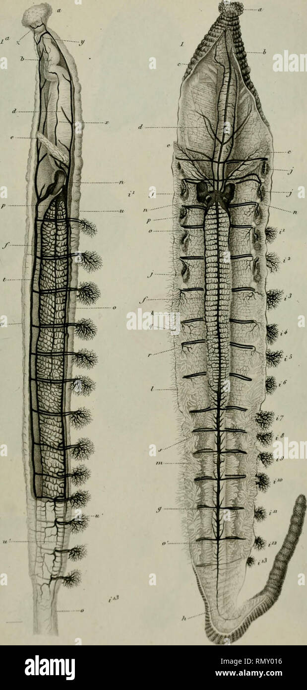 Annales Des Sciences Naturelles I Tfi Ffe F Scienc Fiftt 2 Serft Zoul Torn Uo J L J3 L I Nin T I I Ii Iitiiifr I I R Inni Ii Tw Please Note That These Images Are Extracted From Scanned Page Images That May Have Annales Des Sciences Naturelles I Tfi Ffe F Scienc Fiftt 2 Serft Zoul Torn Uo J L J3 L I Nin T I I Ii Iitiiifr I I R Inni Ii Tw Please Note That These Images Are Extracted From Scanned Page Images That May Have
