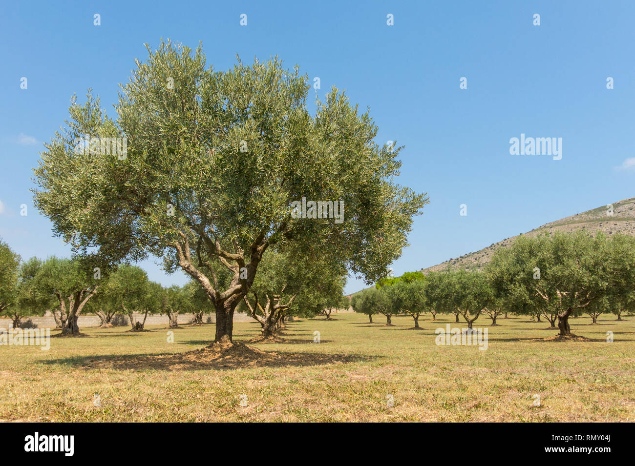 Typical landscape of the Emporda in Catalonia: Olive trees field in Spain, Mediterranean, Emporda, Girona, Catalonia Stock Photo