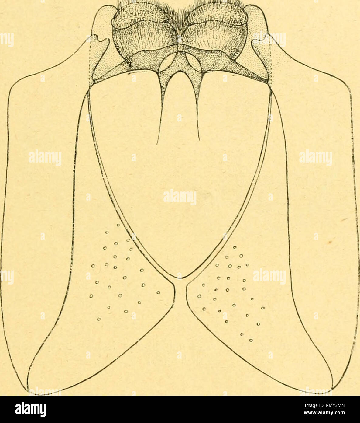 Annales Des Sciences Naturelles Zoology Biology La Larve De La Luciole 39 Posterieure Cette Tige Forme