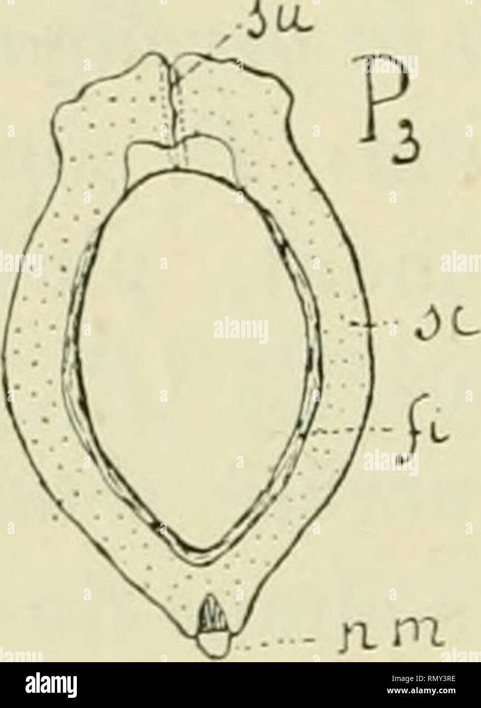 . Annales des sciences naturelles. Plants; Biology. ,' '-1&quot;, l^&gt; -?. 1 C k À 1: .^^ v.^ ?^ ^ Fig. 31. —Prunus insilUia : Pi, noyau vu par sa base. P2, l'une des valves du noyau ouvert : /. surface lisse ; r, surface rugueuse. P3, coupe transversale du noyau : su, suture ; nm, nervure médiane du carpelle; se, tissu scléreux ; /7, fibres équatoriales. Prurms Padus : C une des valves du noyau; C^, coupe transver- sale de la ligne dorsale. Prunus Lauro-Cerasus : L^, coupe transversale vers le haut du noyau ; L^, orientation des fibres internes, le long de la ligne dorsale. canisme de l Stock Photo