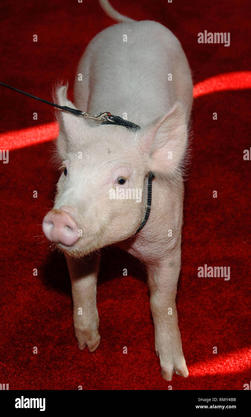 Charlotte ( the pig ) arriving at the CHARLOTTE'S WEB Premiere at the Arclight  Theatre In Los Angeles.  Charlotte059.JPGCharlotte059  Event in Hollywood Life - California, Red Carpet Event, Vertical, USA, Film Industry, Celebrities, Photography, Bestof, Arts Culture and Entertainment, Topix Celebrities fashion, Best of, Hollywood Life, Event in Hollywood Life - California, Red Carpet and backstage, movie celebrities, TV celebrities, Music celebrities, Topix, from the year 2000-2009 inquiry tsuni@Gamma-USA.com , Credit Tsuni / USA,  Object wear on the red carpet, one person,   Event in Hollywo Stock Photo