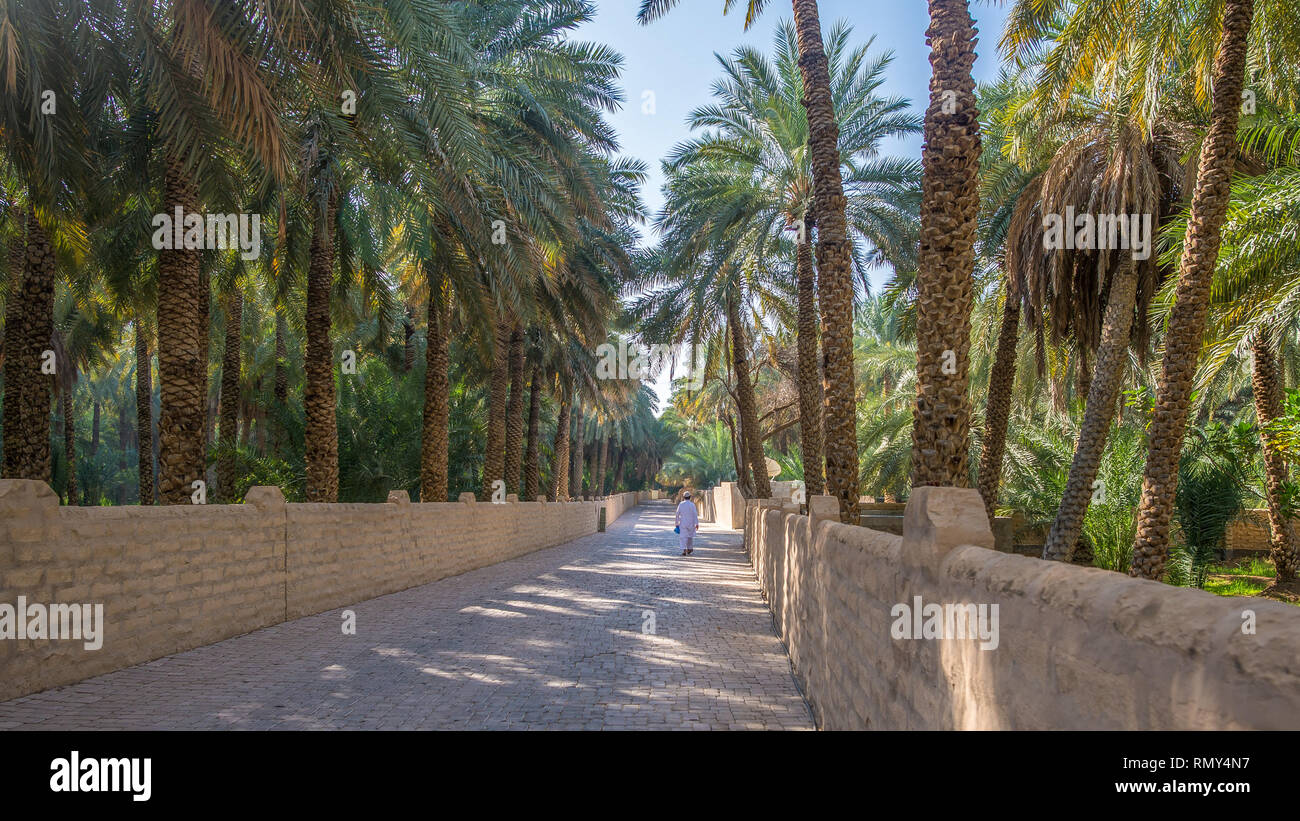 Lonely walker on a misty morning in Al Ain Oasis, United Arab Emirates Stock Photo
