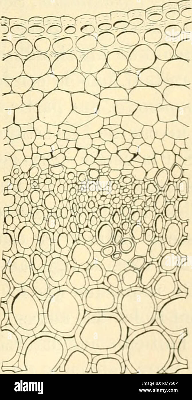 Annales des sciences naturelles. Plants; Biology. 8. Fiy. XXX sitile) Le  21^ faisceau de la figure XXIX, i. — j, entre les feuilles 4 et .i  de la figure XXIX. —