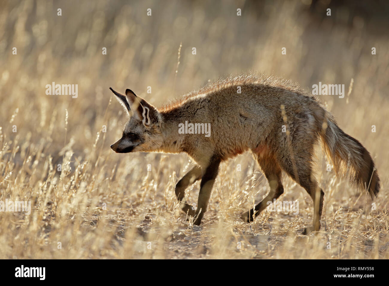 A bat-eared fox (Otocyon megalotis) in natural habitat, Kalahari desert, South Africa Stock Photo