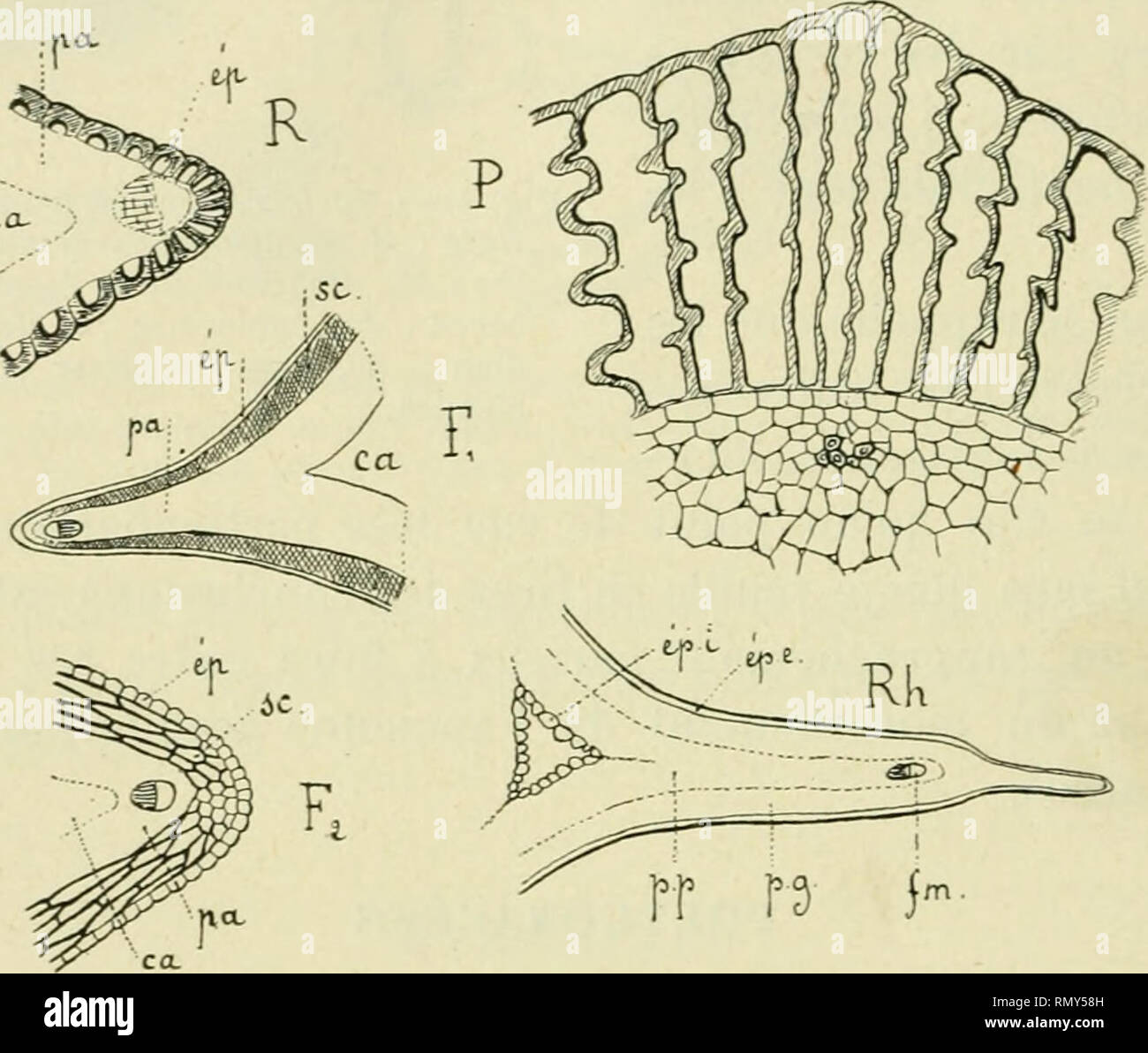 . Annales des sciences naturelles. Plants; Biology. 272 A. JOXE Raisons nnalomiques de foifcer/itfe. — La cause physiologi- que de la rupture du péricarpe est évidemmeut ici encore le gonflement de la planlule croissante. La position des fentes coïncide avec la répartition de lignes de faible structure. La paroi du fruit, à niatui'ité, ne se compose plus guère que de Tépiderme externe ; les tissus plus profonds, parencliymateux, ont été écrasés par suite de la croissance delà graine pendant la maturation. Sur la section ti'ansversale, les cellules épidermiques des ca.. rr n i- Fig. 5. — PobiÇj Stock Photo