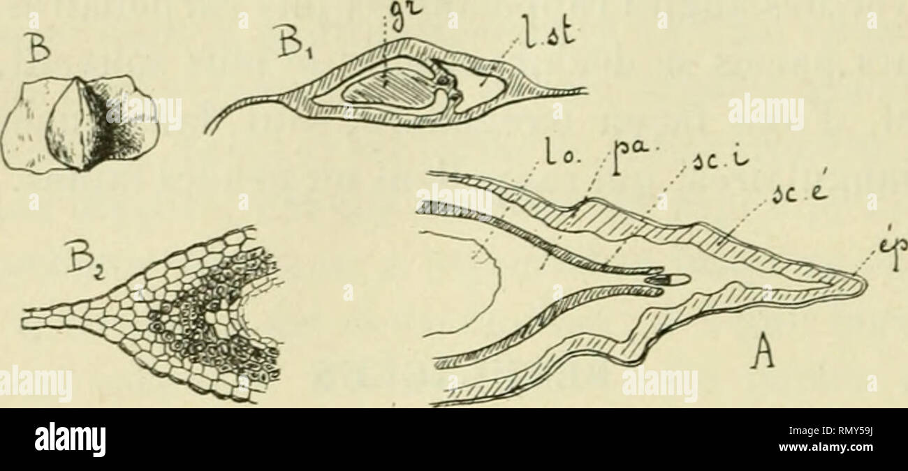 . Annales des sciences naturelles. Plants; Biology. 270 A. JOXE minces. Ces deux parlicularités déterminent un amincissement du sclérocarpe, provenant encore ici d'une plicalurecai-pellaire. Les fruits des Aunes donneraient lieu à des descriptions analogues : la zone scléreuse interne est mT'me complète- ment interrompue coiitie les faisceaux médians (A, tig. 3); |)ar contre, sous 1 t''j)i(lerme externe se trouve un hypoderme à. Fig. 3. — Bétulacées. — 6. Fruit de Betula alba; iJj, coupe transversale du nièiue; B^, coupe plus grossie d'un des angles. — A, coupe dun angle dun fruit à'Alnus glut Stock Photo