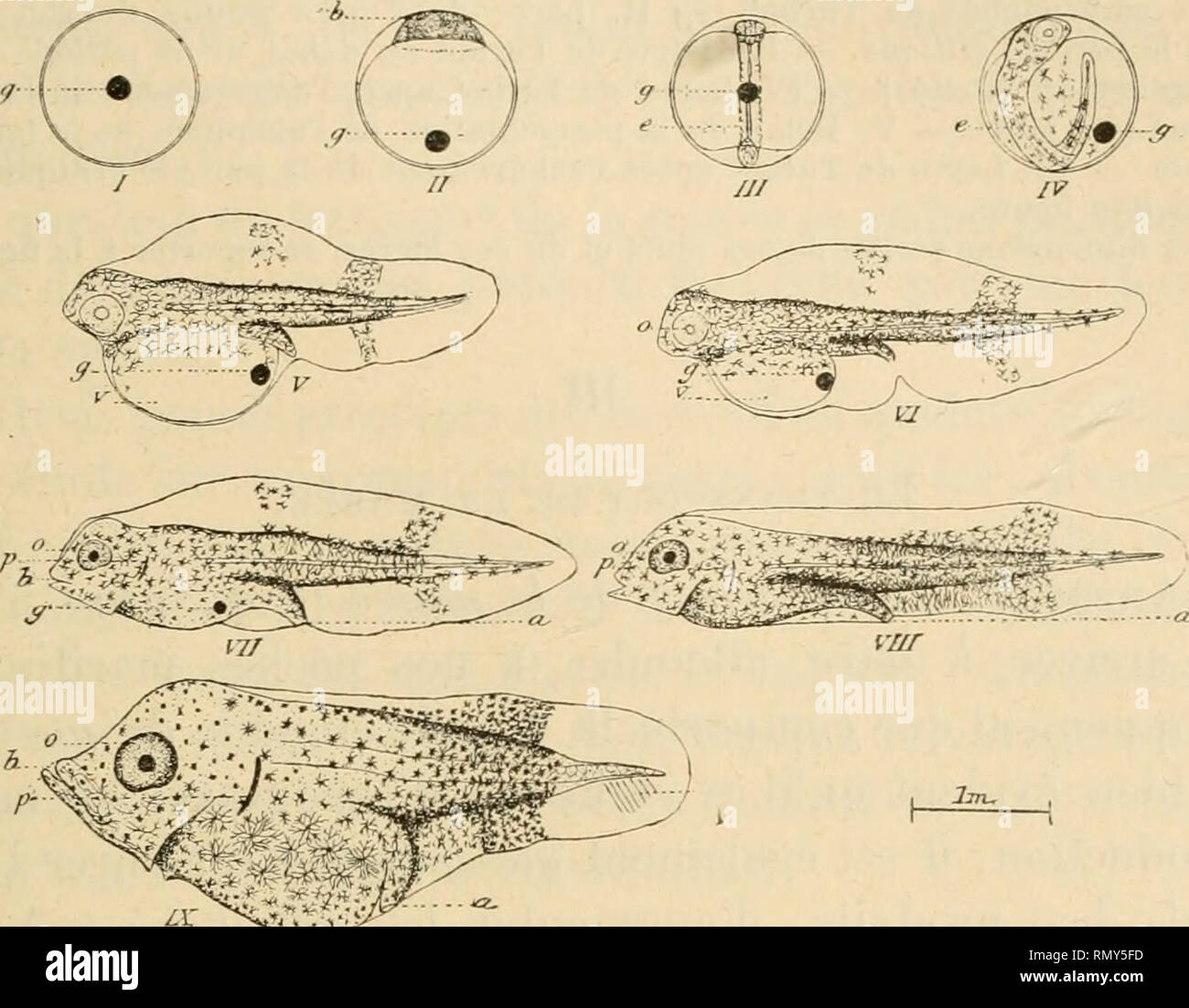 Oeuf fécondé hires stock photography and images Alamy