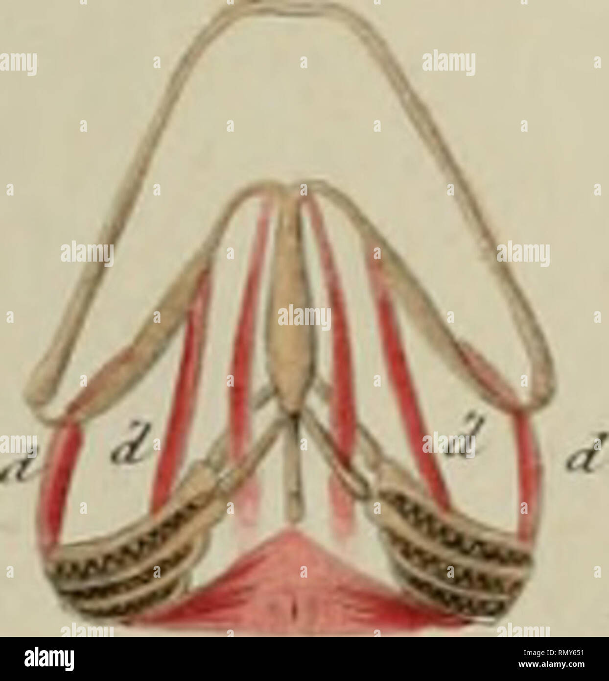 Annales Des Sciences Naturelles Y 7 F Fiej T Ni Fiuta Fv T Lt F Nj Yt Tf Ir 7iiy Ti E M J R T J F Ij Trt T R Tfjy I E 7 Ff Of Zz T Please Note That These Images Are Extracted From Scanned