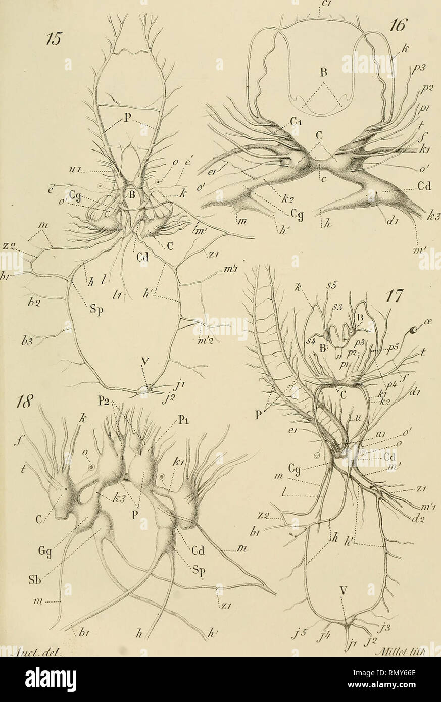 . Annales des sciences naturelles. Zoology; Biology. 4iin. des Sciences 7f Série. ZoolTomcIIlPLA.. Ui/fo/ /i7/i , '^i/slpnie //c/vc/m;   F(xhuùna(/5,/6), Ci/clophorus(7JJ, Byt/nnùx (ÂS'J. ///in.Ec/oi/ai'i/ /?!'?&lt;/, rJ)r/i/i''/'/ A', r/.uTiuui, ////?/.s. Please note that these images are extracted from scanned page images that may have been digitally enhanced for readability - coloration and appearance of these illustrations may not perfectly resemble the original work.. Milne-Edwards, H. (Henri), 1800-1885; Audouin, Jean Victor, 1797-1841; Milne-Edwards, Alphonse, 1835-1900; Perrier, Edmond Stock Photo