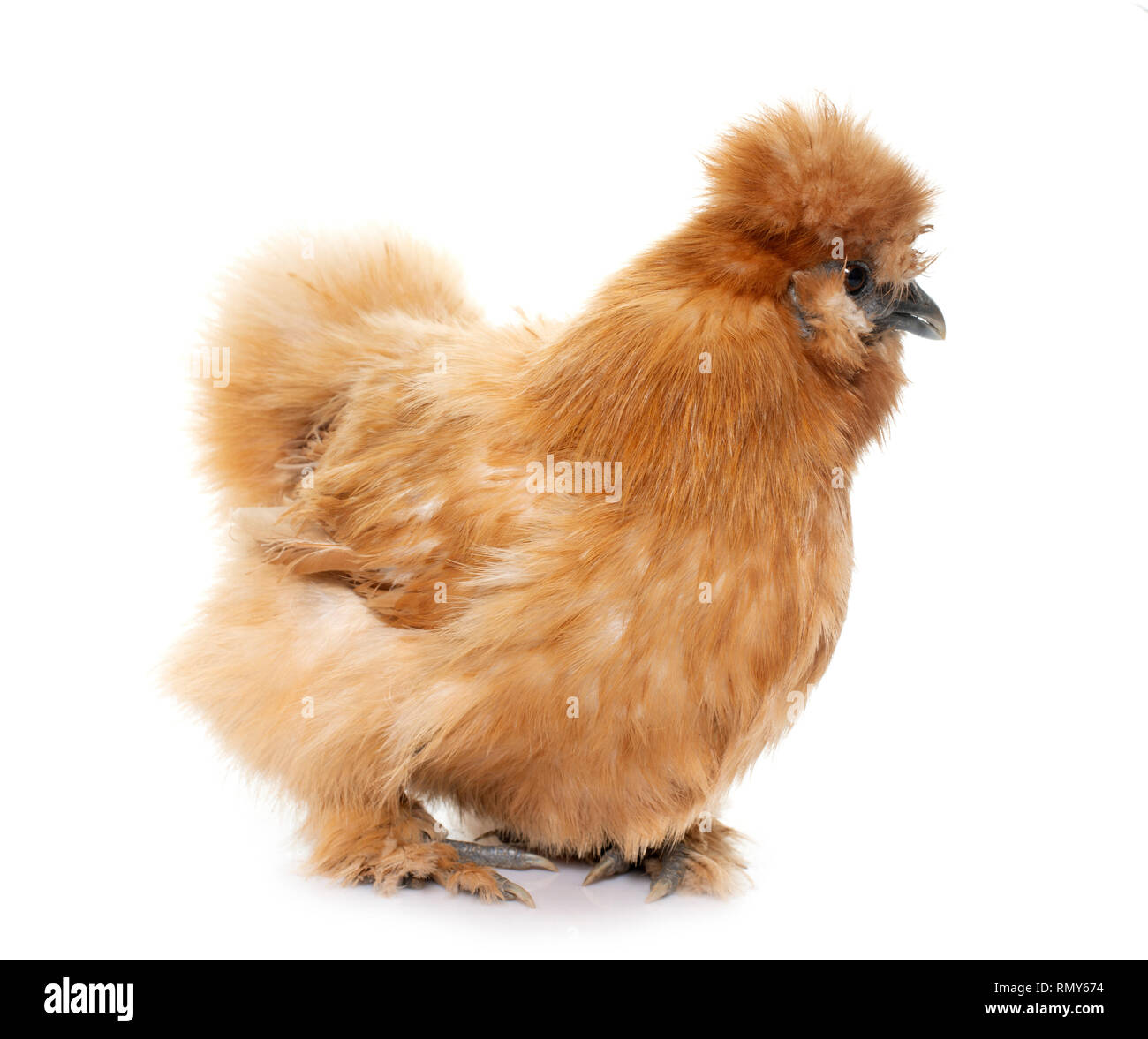 Brown silkie hi-res stock photography and images - Alamy