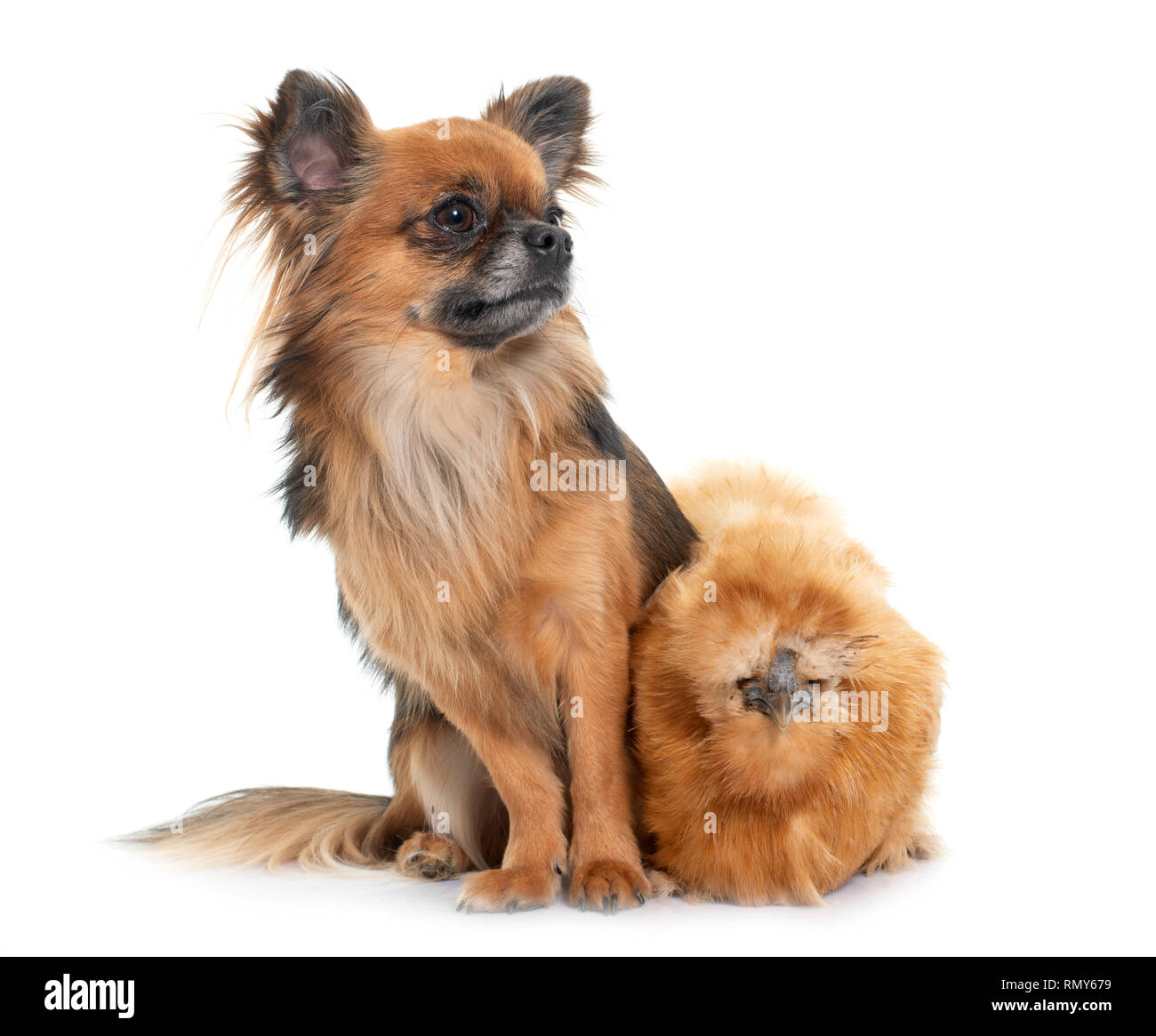 chicken and chihuahua in front of white background Stock Photo Alamy