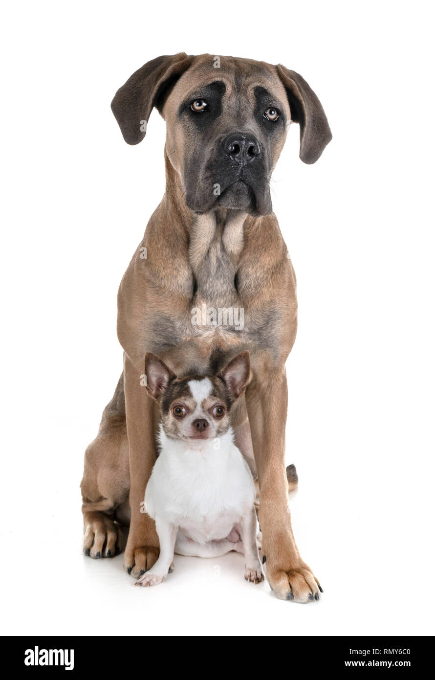 Cane corso sale chihuahua mix
