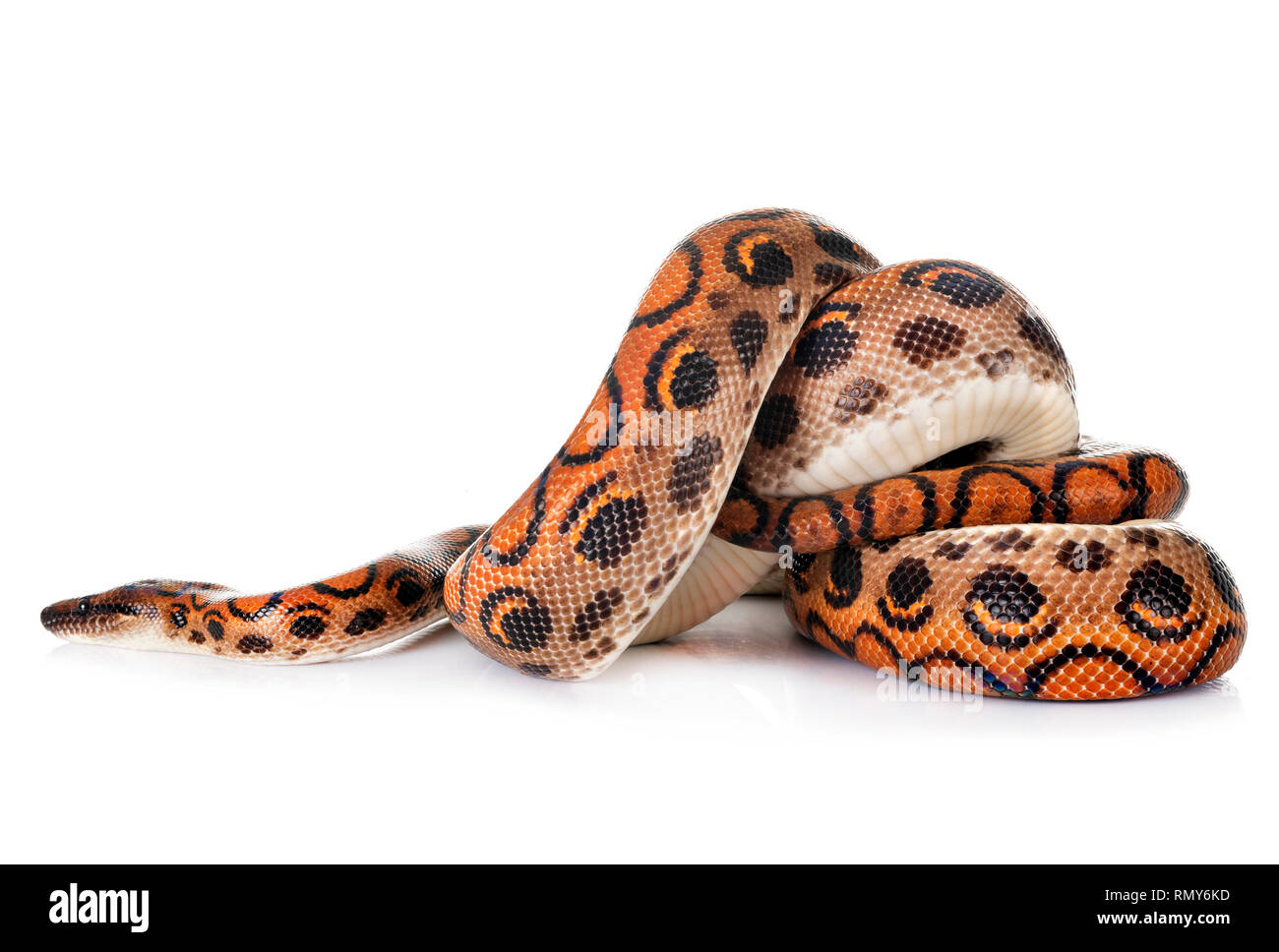 Rainbow boa in front of white background Stock Photo