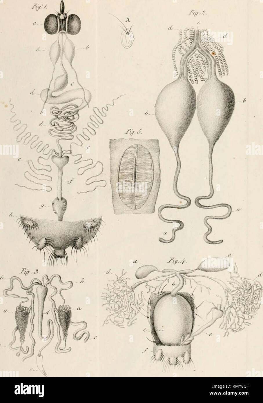 . Annales des sciences naturelles : comprenant La physiologie animale et végétale, l'anatomie comparée des deux règnes, la zoologie, la botanique, la minéralogie et la géologie. .?y /j.. &quot;fcv lJhrfiur A/'^^fc' AN A'IOM i g DE 1.' HIPPO BOSQU 1;. Please note that these images are extracted from scanned page images that may have been digitally enhanced for readability - coloration and appearance of these illustrations may not perfectly resemble the original work.. Paris : Crochard Stock Photo