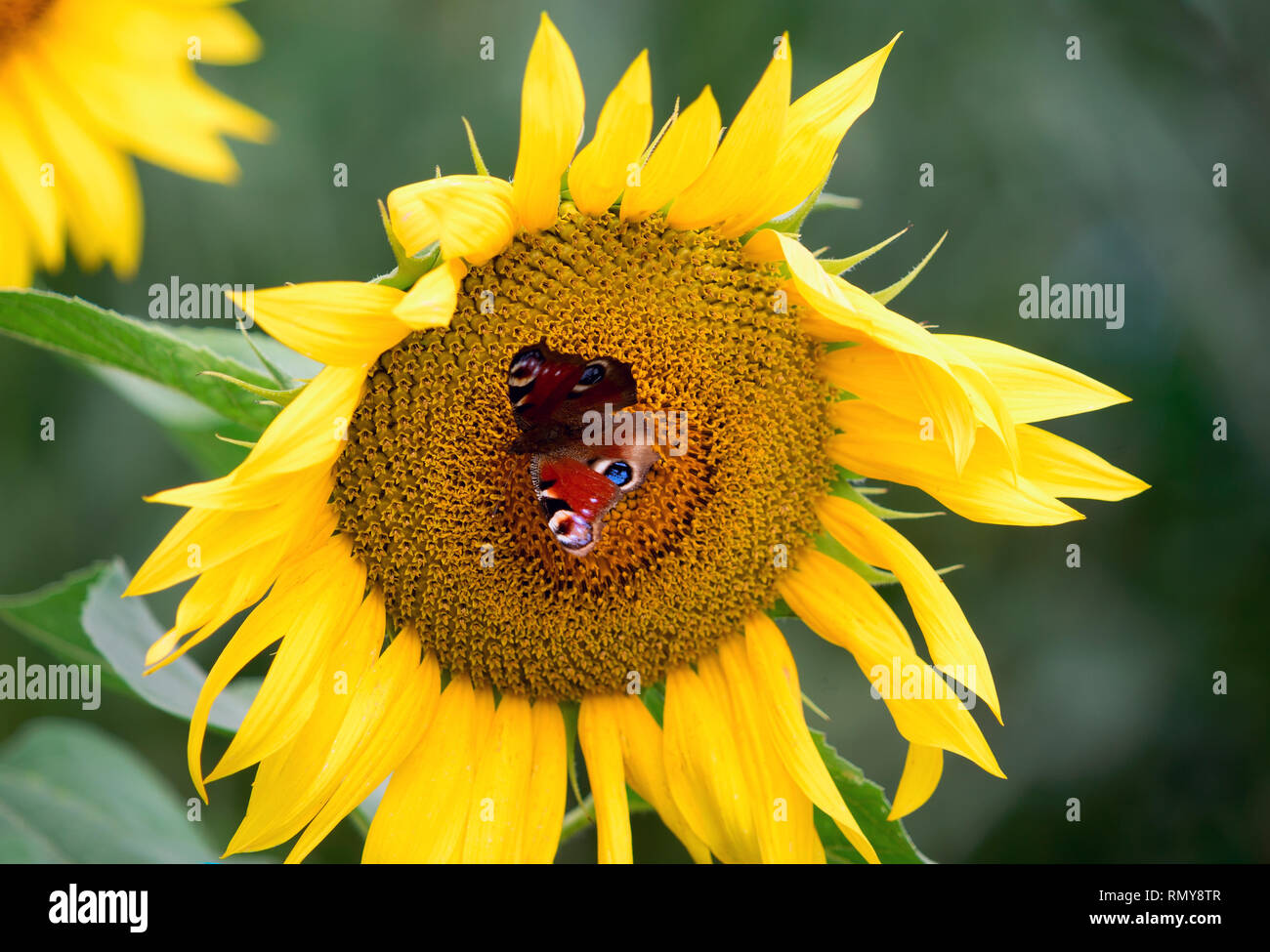 The butterfly of Peacock eye sitting on the flower of a sunflower Stock ...