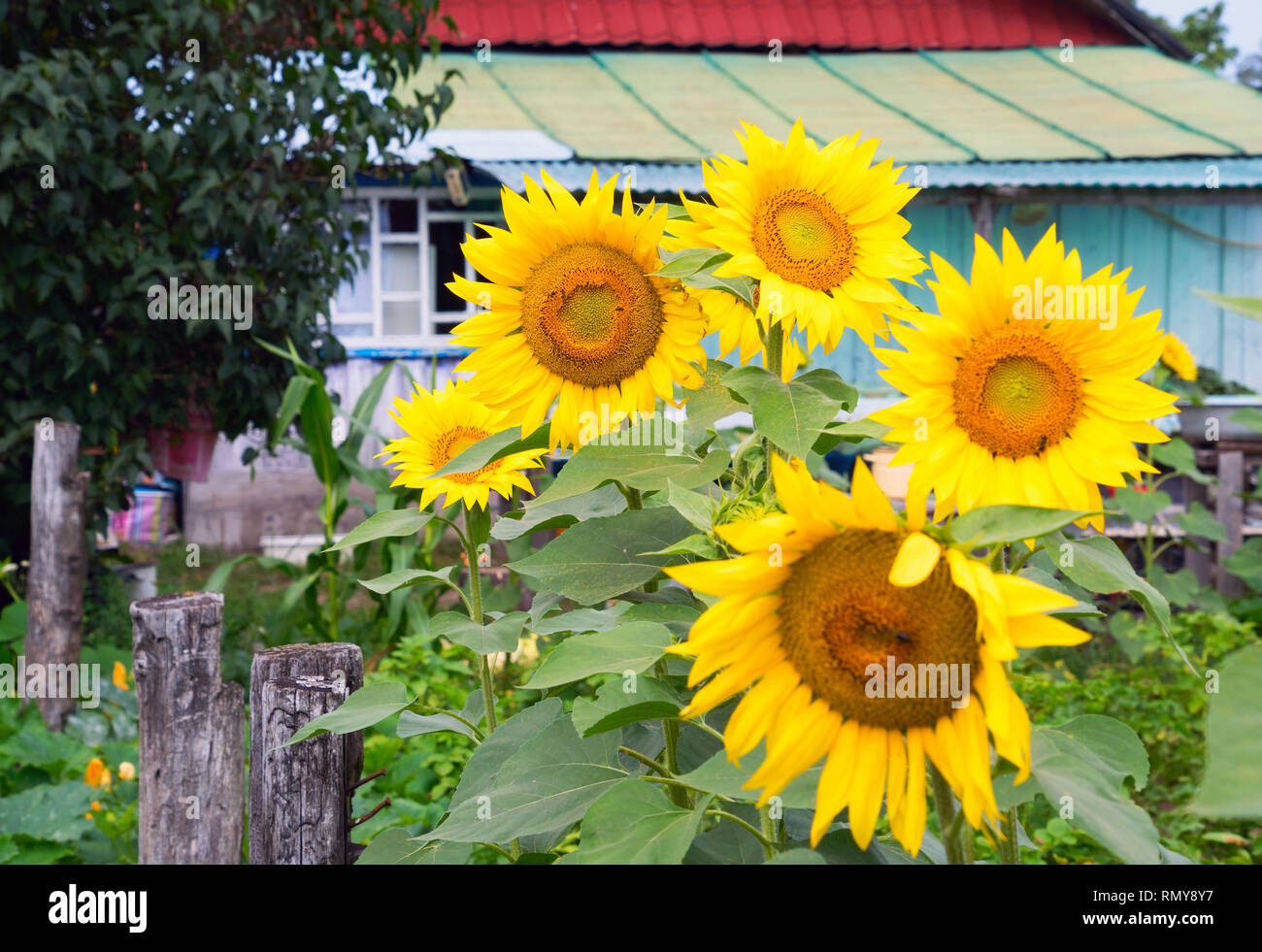 Old farm house in field sunflowers hi-res stock photography and images ...