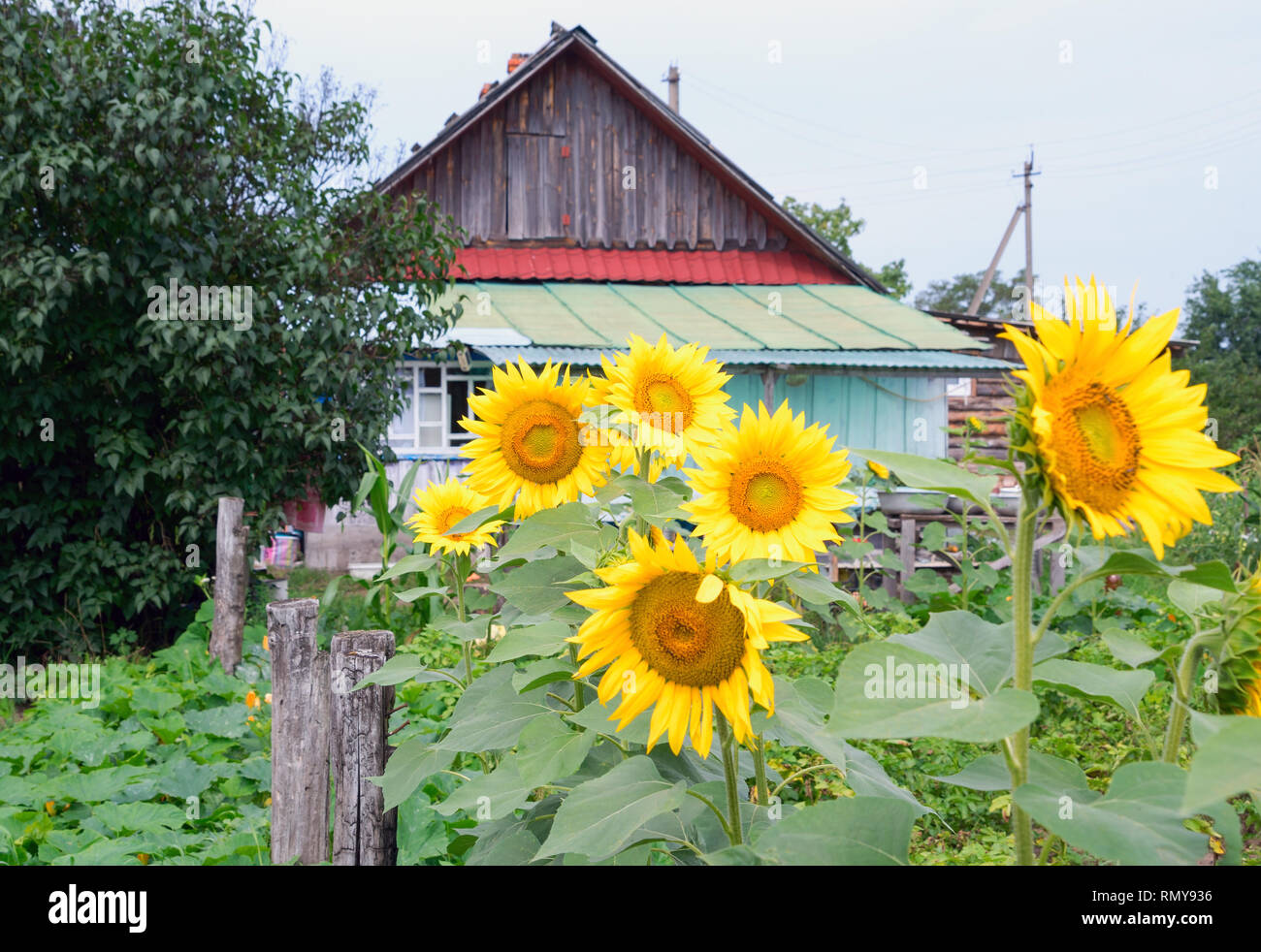 Old farm house in field sunflowers hi-res stock photography and images ...