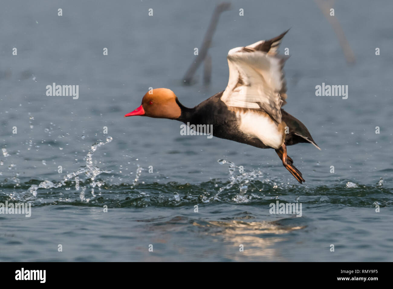 red crested pochard Stock Photo