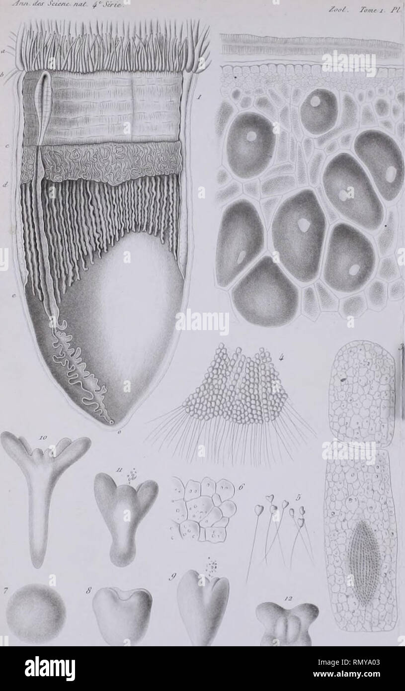Annales Des Sciences Naturelles Jlul I T Au R R Mej Y 3 Jbmtmiiihf J F T If F Gt R R Fc Ta T Ie F Quot Ttmfi R Yivmyo A Jh Y Please Note That These Images Are Extracted From Scanned Page