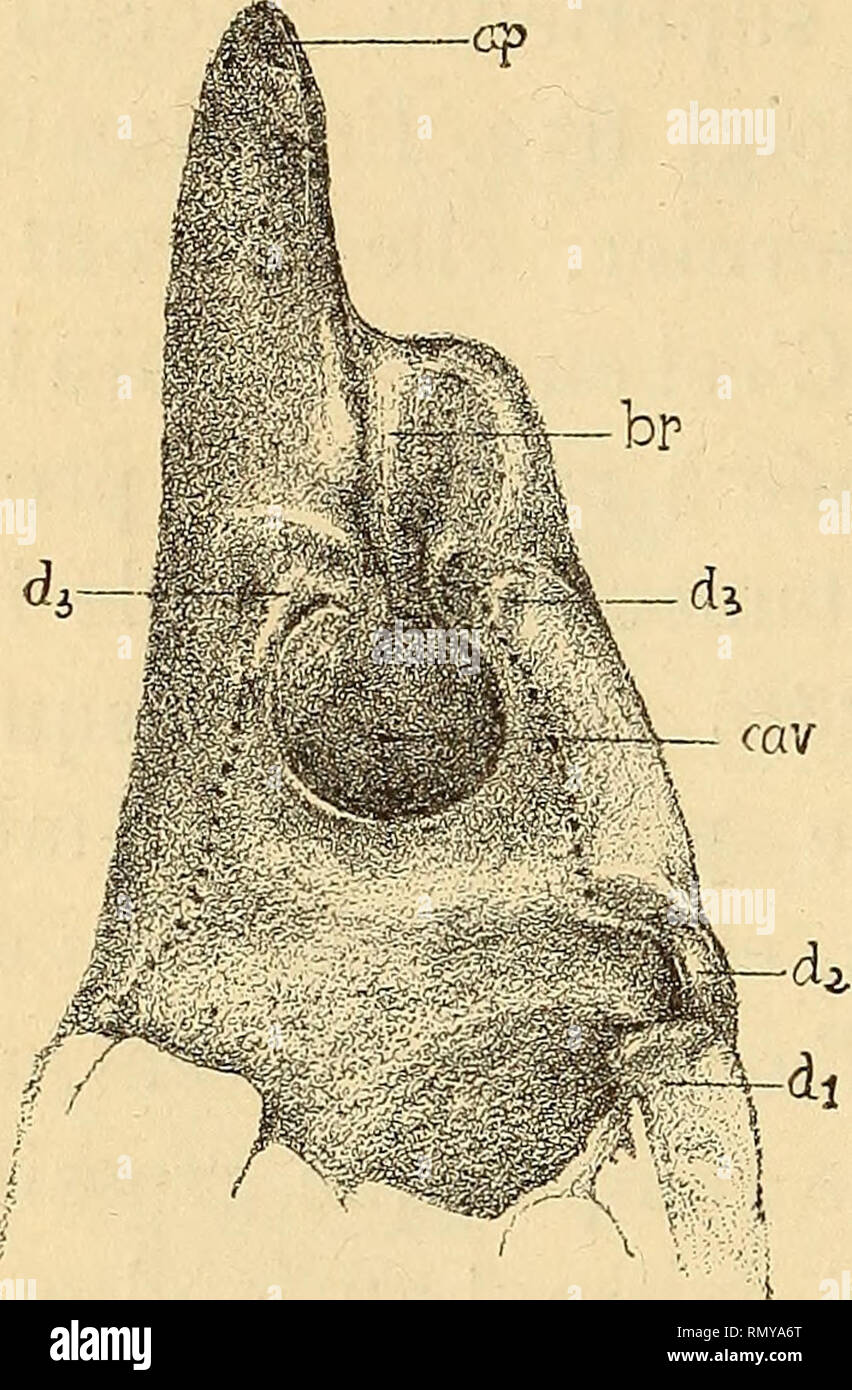 . Annales des sciences naturelles. Zoology; Biology. 204 H. COUTlEltE. (supéro-interne) de la pince, est l'homologue de la dent située chez Alpheopsis en un point correspondant. Cette saillie possède chez Synalpheus un bord horizontal {^^. 249 et 250) parallèle au grand axe de la pince, et un bord ver- tical, l'un et l'autre bien marqués. Le bord vertical limite la brèche citée plus haut, puis, s'infléchissant un peu en. Please note that these images are extracted from scanned page images that may have been digitally enhanced for readability - coloration and appearance of these illustrations  Stock Photo