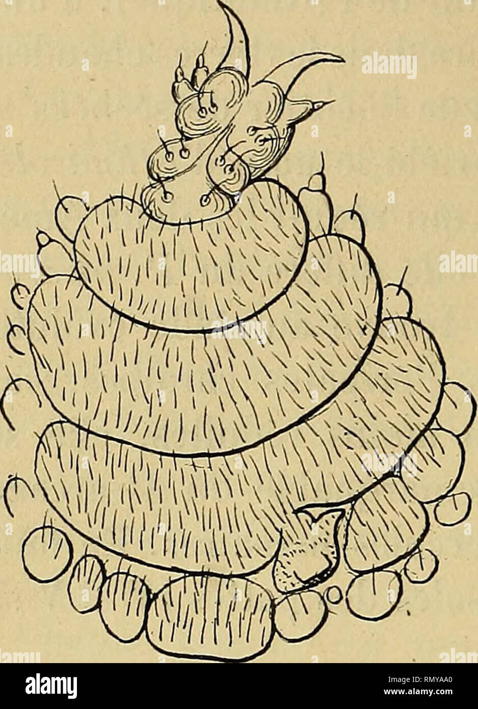 . Annales des sciences naturelles. Zoology; Biology. 334 E.-L. BOUVIER. de mes recherches (1898a, 1898b), et qui habite la région du Congo. Par la position des tubercules néphridiens, par la structure des pieds et par l'ensemble de ses caractères anato- miques et embryogéniques, cette espèce se rapproche des Péripates caraïbes ; mais elle en diffère par la réduction des soles à 3 arceaux, par le groupe- ment des embryons avancés dans des poches utérines terminales, par l'ouverture des glandes anales dans une fente excrétrice commune et par l'isolement complet des deux moitiés de l'appareil gén Stock Photo