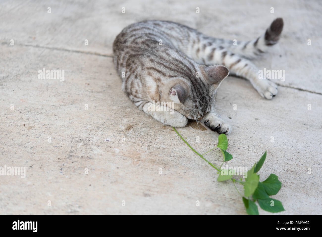 Lovely tubby cat eating ,Catnip, Indian Acalypha tree,Catnip herb for cat has a scent like Pheromone Stock Photo