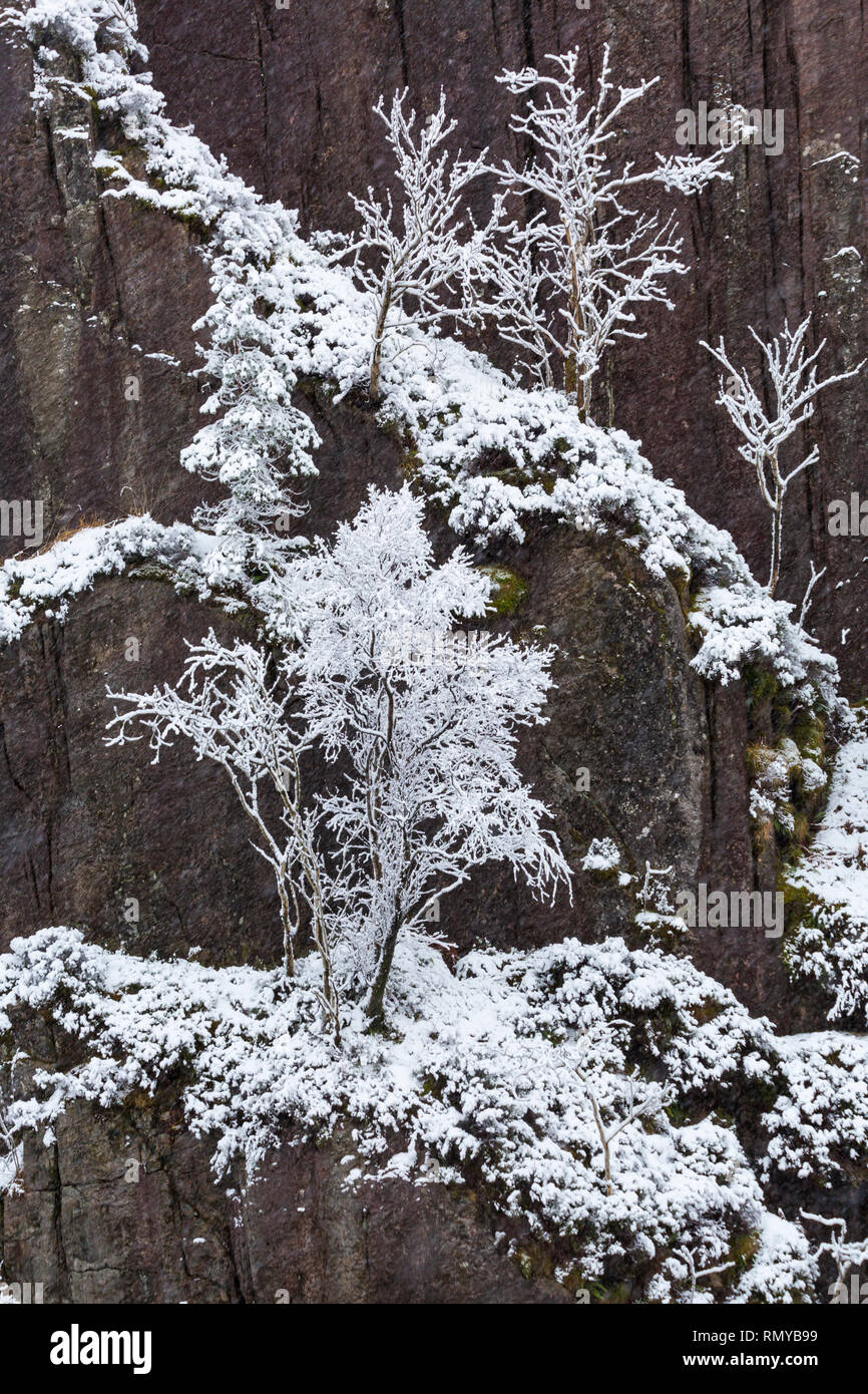 Trees covered in hoarfrost hoar frost and snow contrast with dark rocks on a cold winter morning by Loch Ba, Rannoch Moor, Argyll, Scotland in January Stock Photo